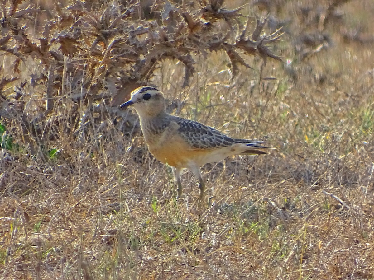 Eurasian Dotterel - Antonio Jesús Sepúlveda