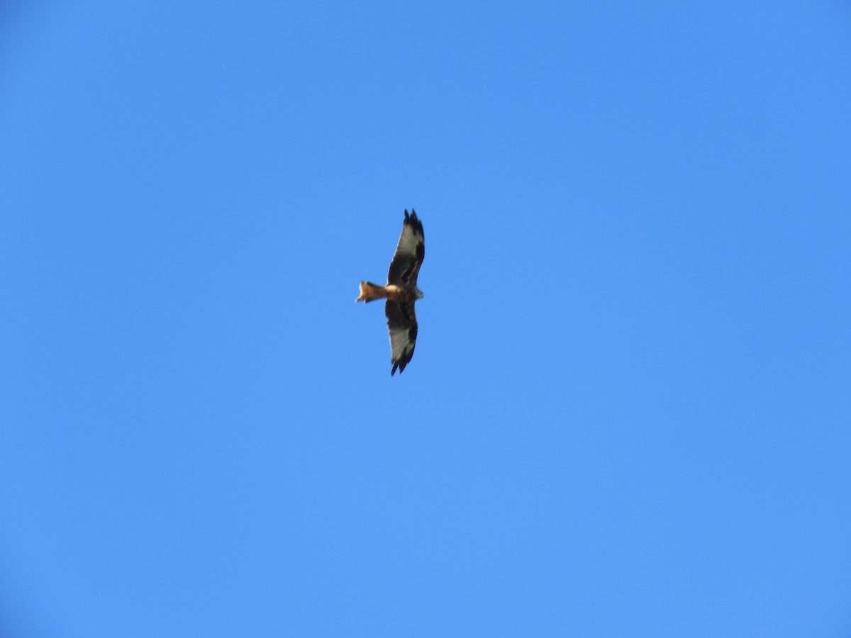 Red Kite - ML178550081