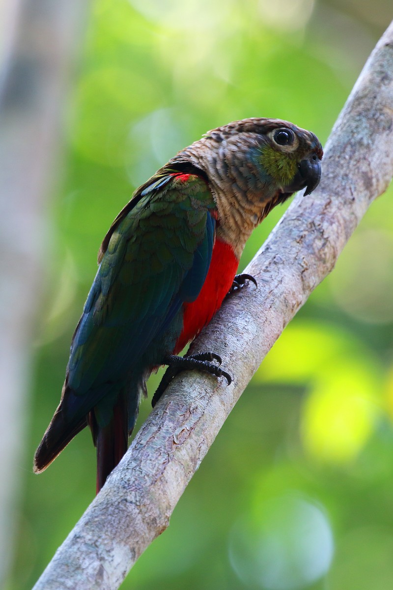 Crimson-bellied Parakeet - ML178550191