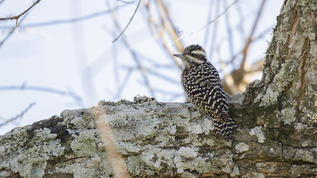 Checkered Woodpecker - Ignacio Zapata
