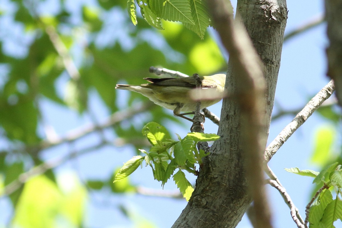 Tennessee Warbler - ML178551281