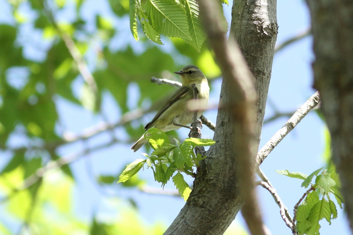 Tennessee Warbler - ML178551301