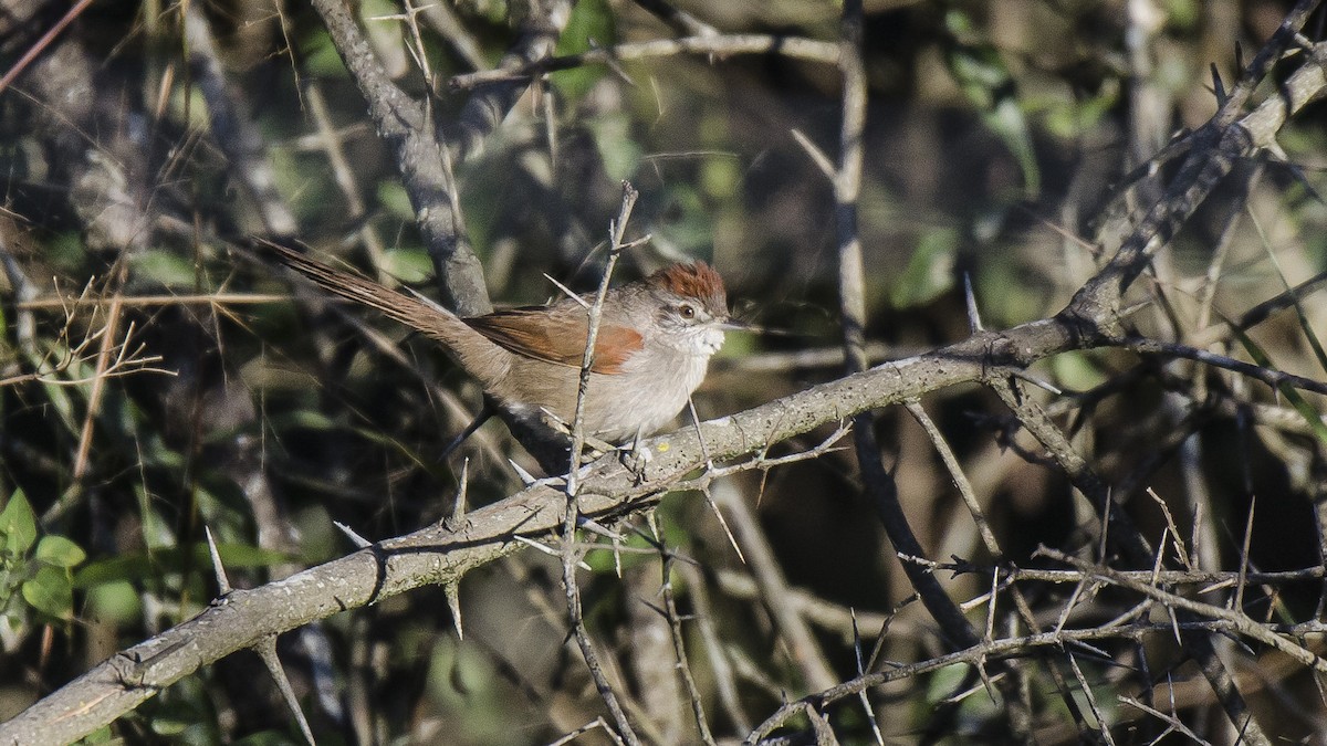 Pale-breasted Spinetail - Ignacio Zapata