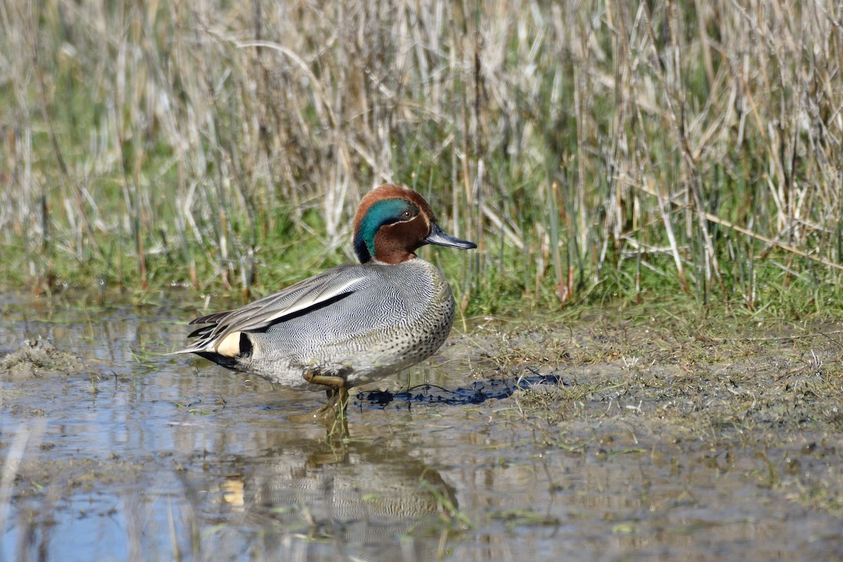 Green-winged Teal - Santiago Caballero Carrera