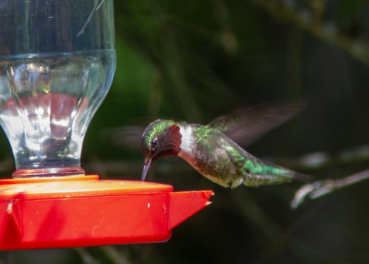 Ruby-throated Hummingbird - ML178556451