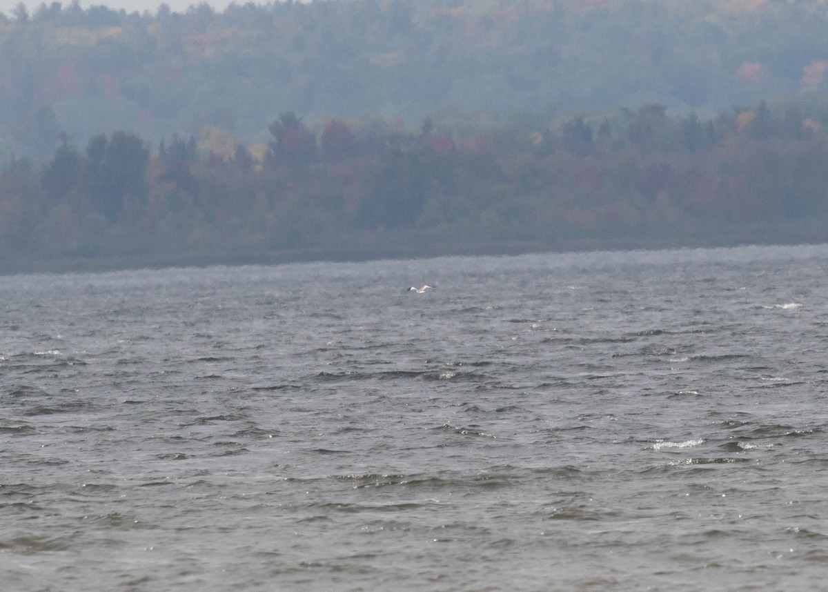 Sabine's Gull - Michelle Martin