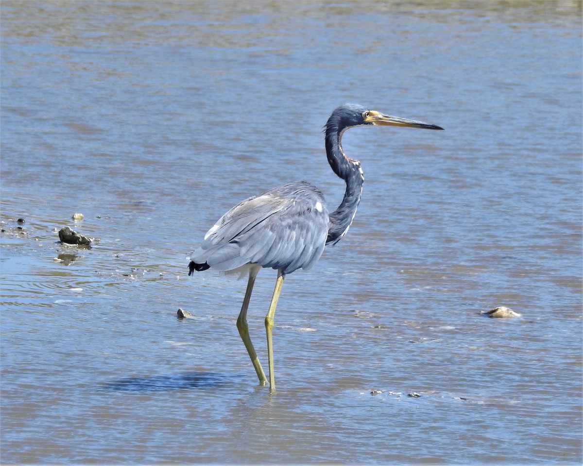 Tricolored Heron - ML178557511