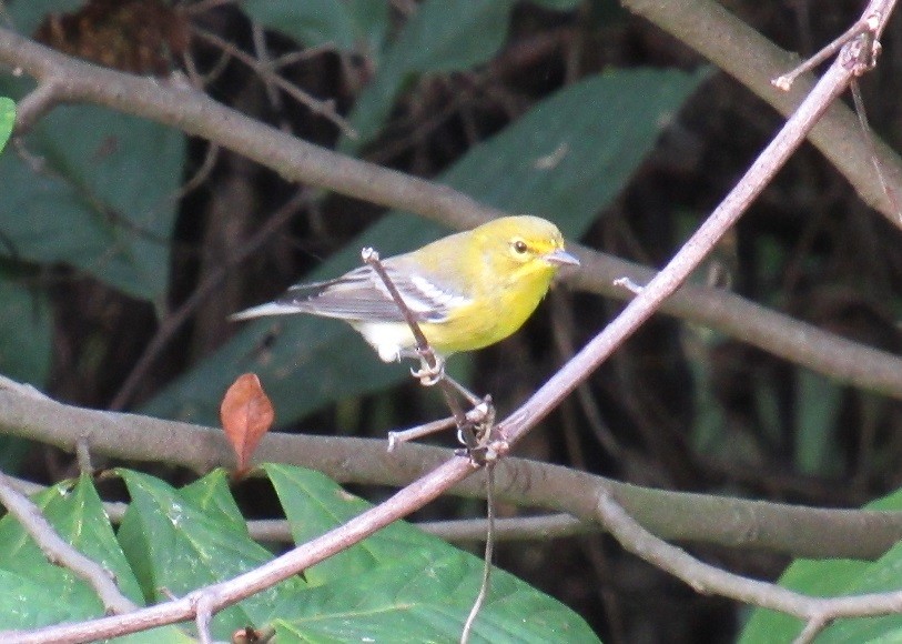 Pine Warbler - ML178557971