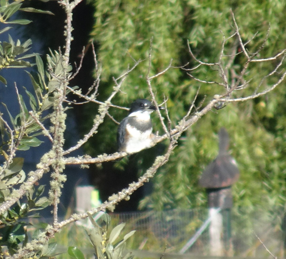 Belted Kingfisher - ML178558941