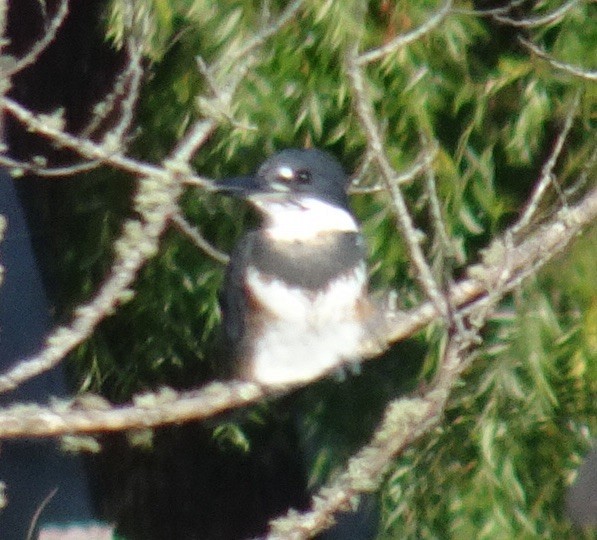 Belted Kingfisher - ML178558971