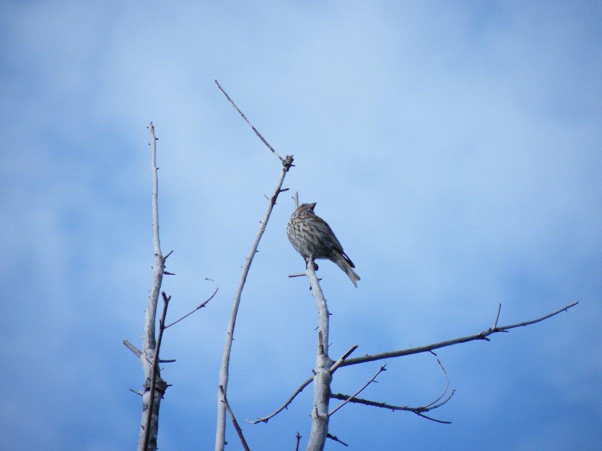 Cassin's Finch - ML178564211