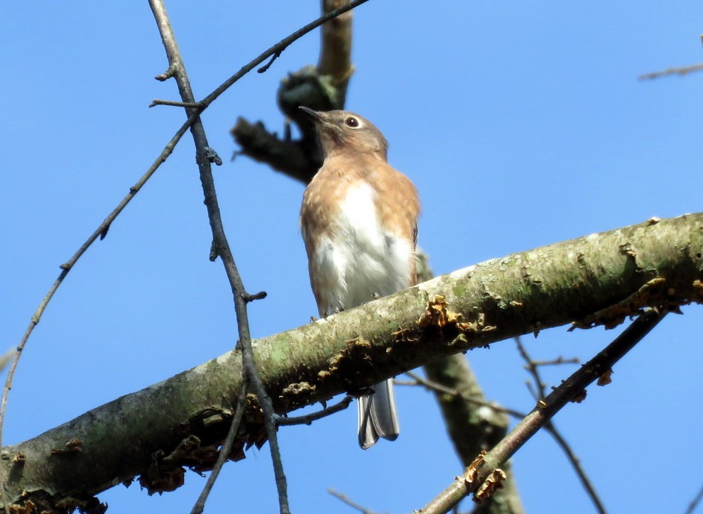 Eastern Bluebird - Michael Bowen