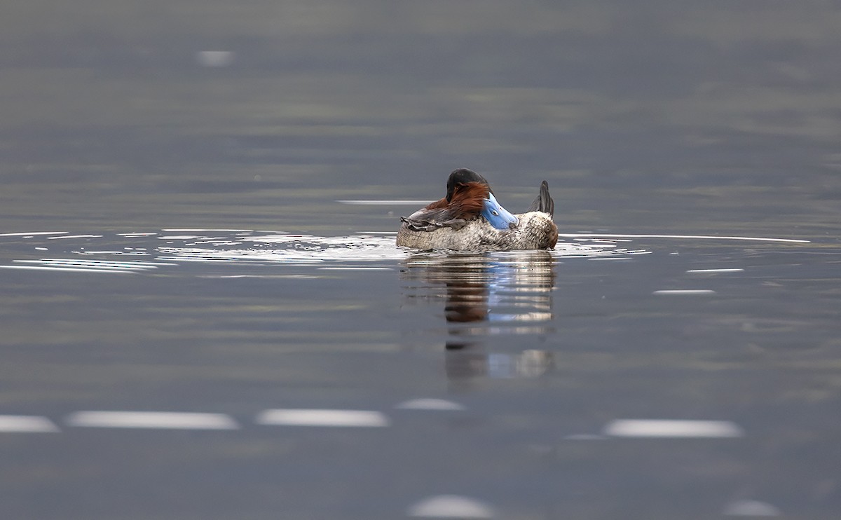 Andean Duck - Andrés Posada