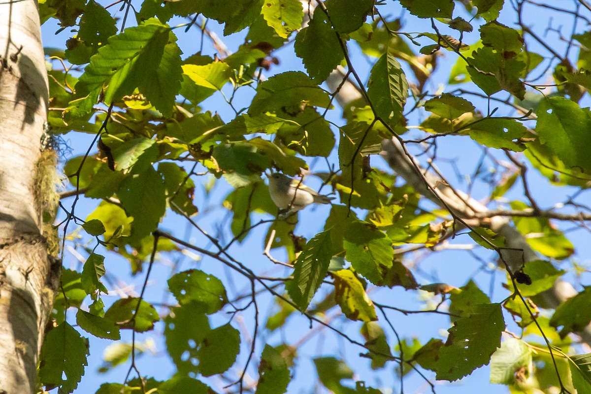 Chestnut-sided Warbler - ML178564331