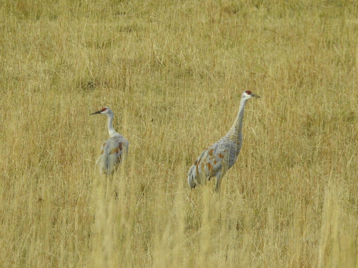 Grulla Canadiense - ML178564481