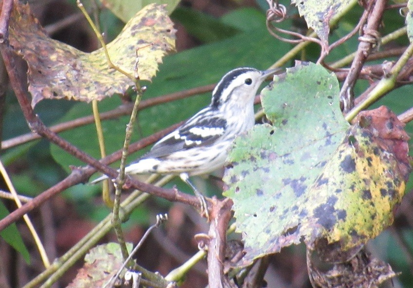 Black-and-white Warbler - ML178565231