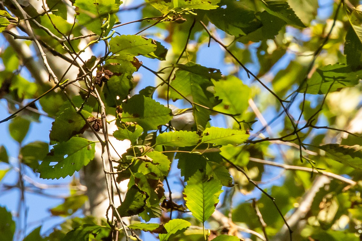 Chestnut-sided Warbler - ML178565721