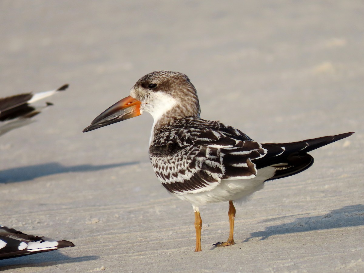 Black Skimmer - ML178566171