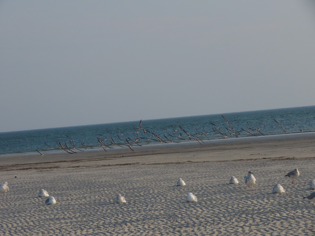 Black Skimmer - ML178566291