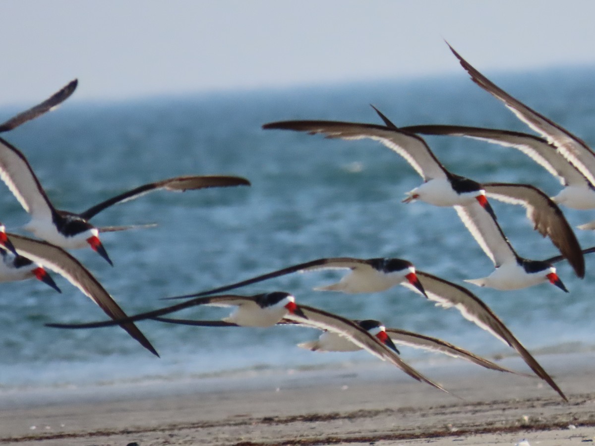 Black Skimmer - ML178566351