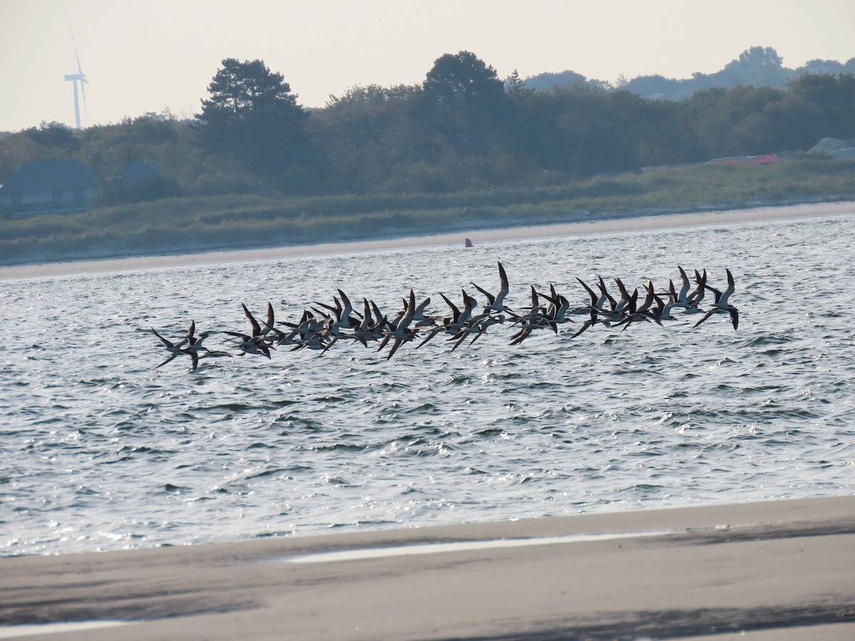 Black Skimmer - ML178566401