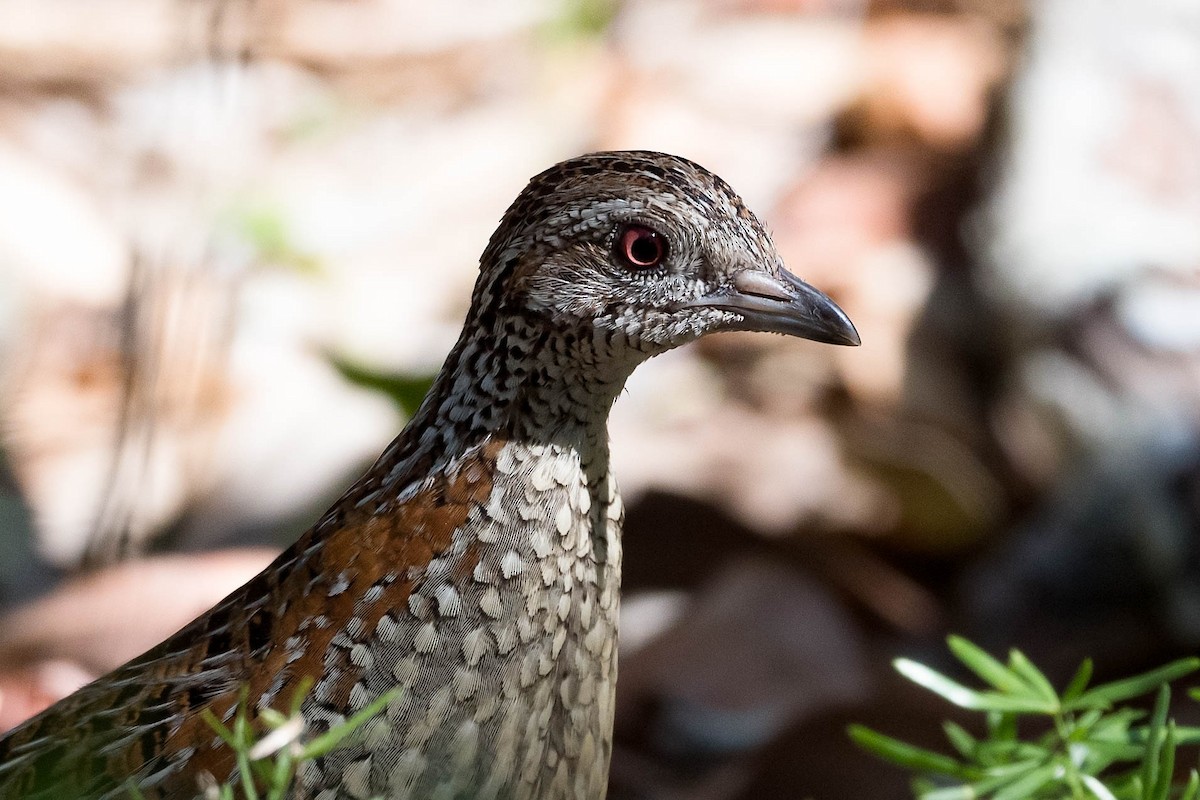 Painted Buttonquail - ML178567171