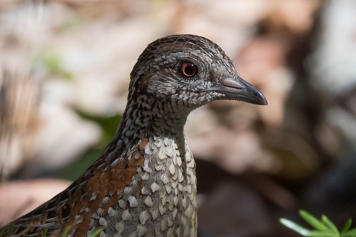 Painted Buttonquail - ML178567191