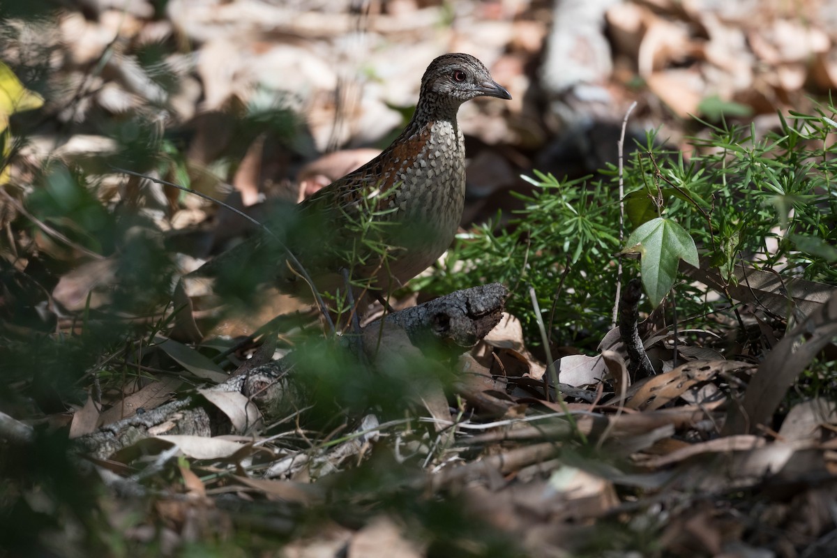 Painted Buttonquail - ML178567201