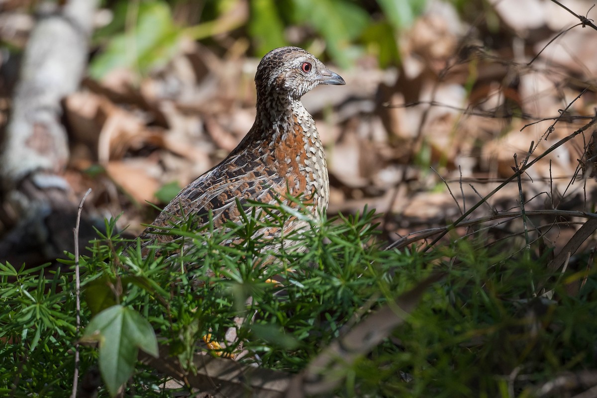 Painted Buttonquail - ML178567211