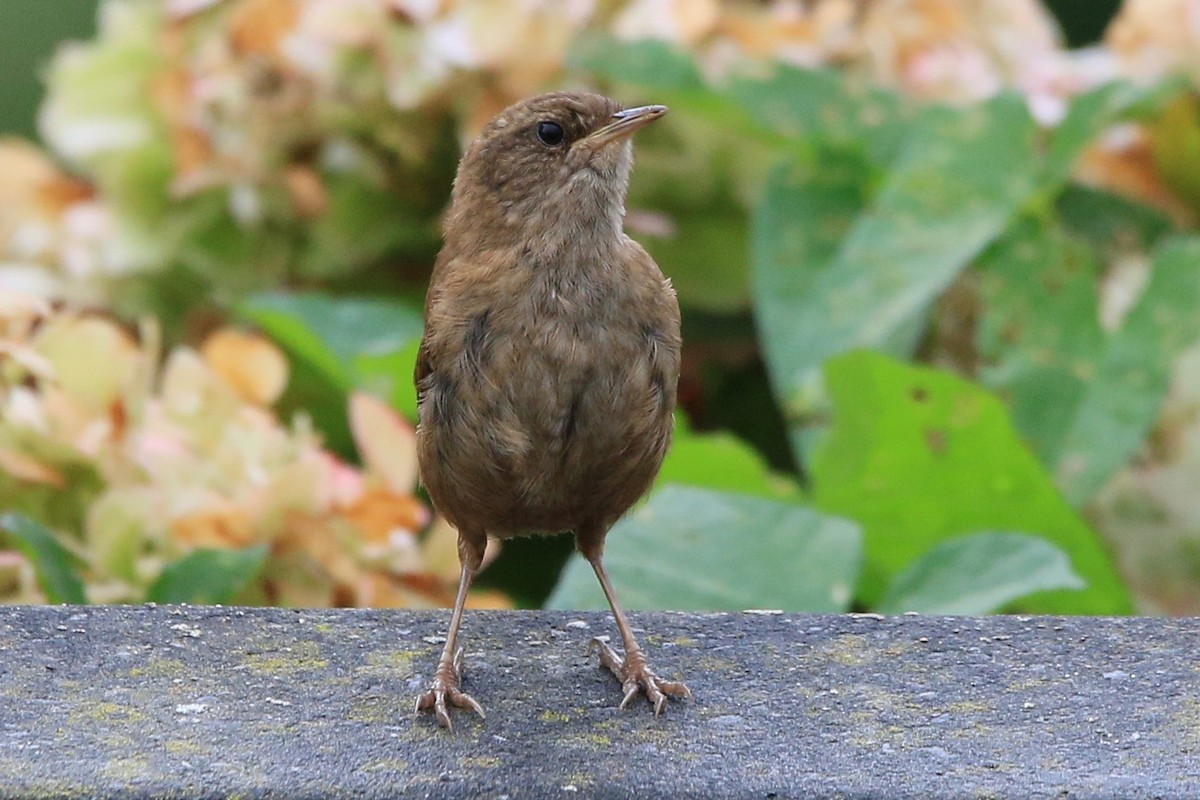 Eurasian Wren - John King