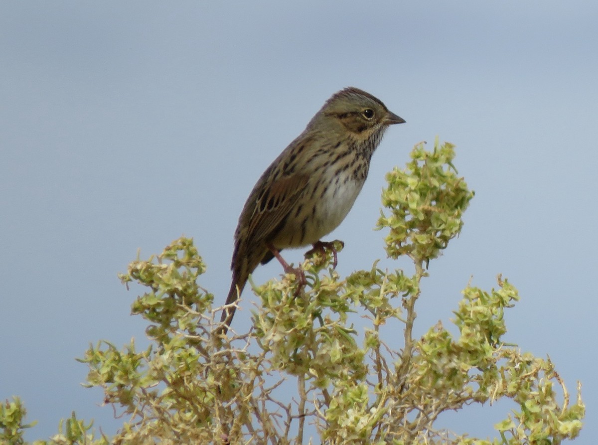 Lincoln's Sparrow - ML178568021