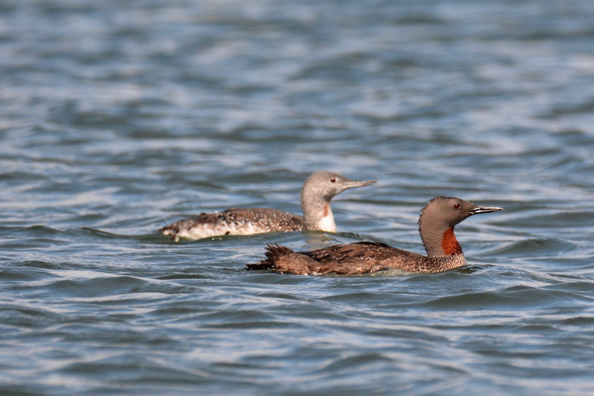 Red-throated Loon - ML178568701
