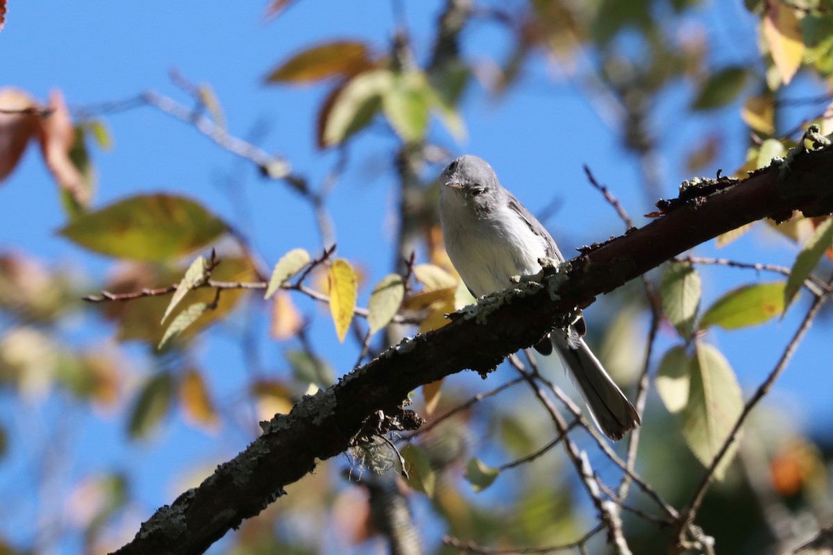 Blue-gray Gnatcatcher - ML178568921