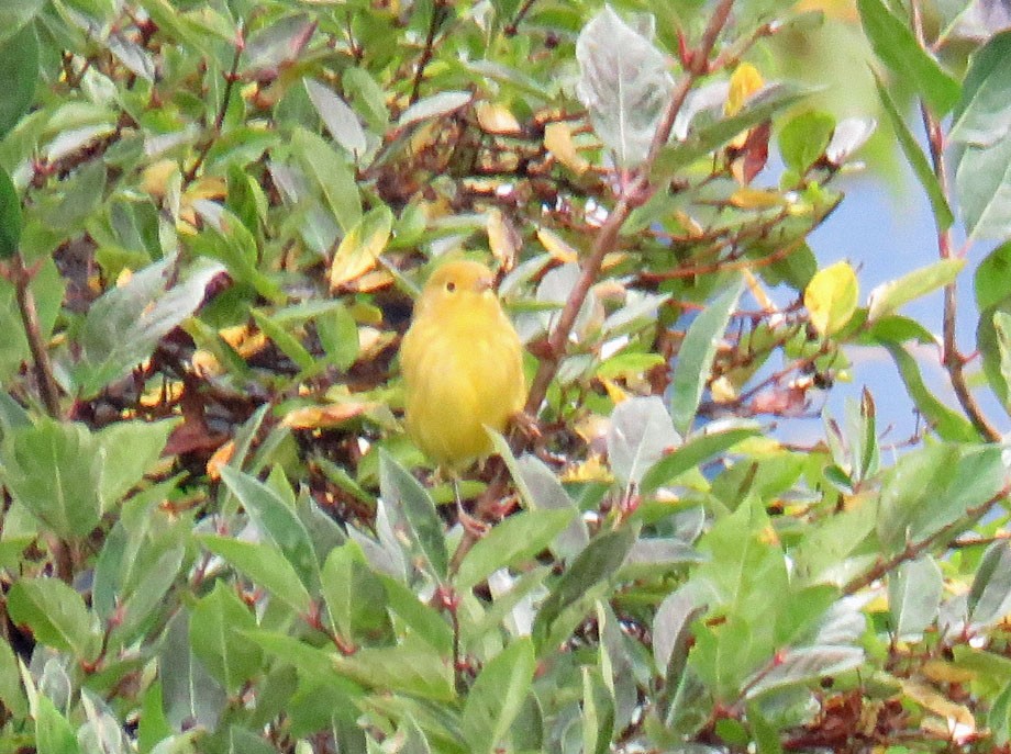 Yellow Warbler - ML178569271