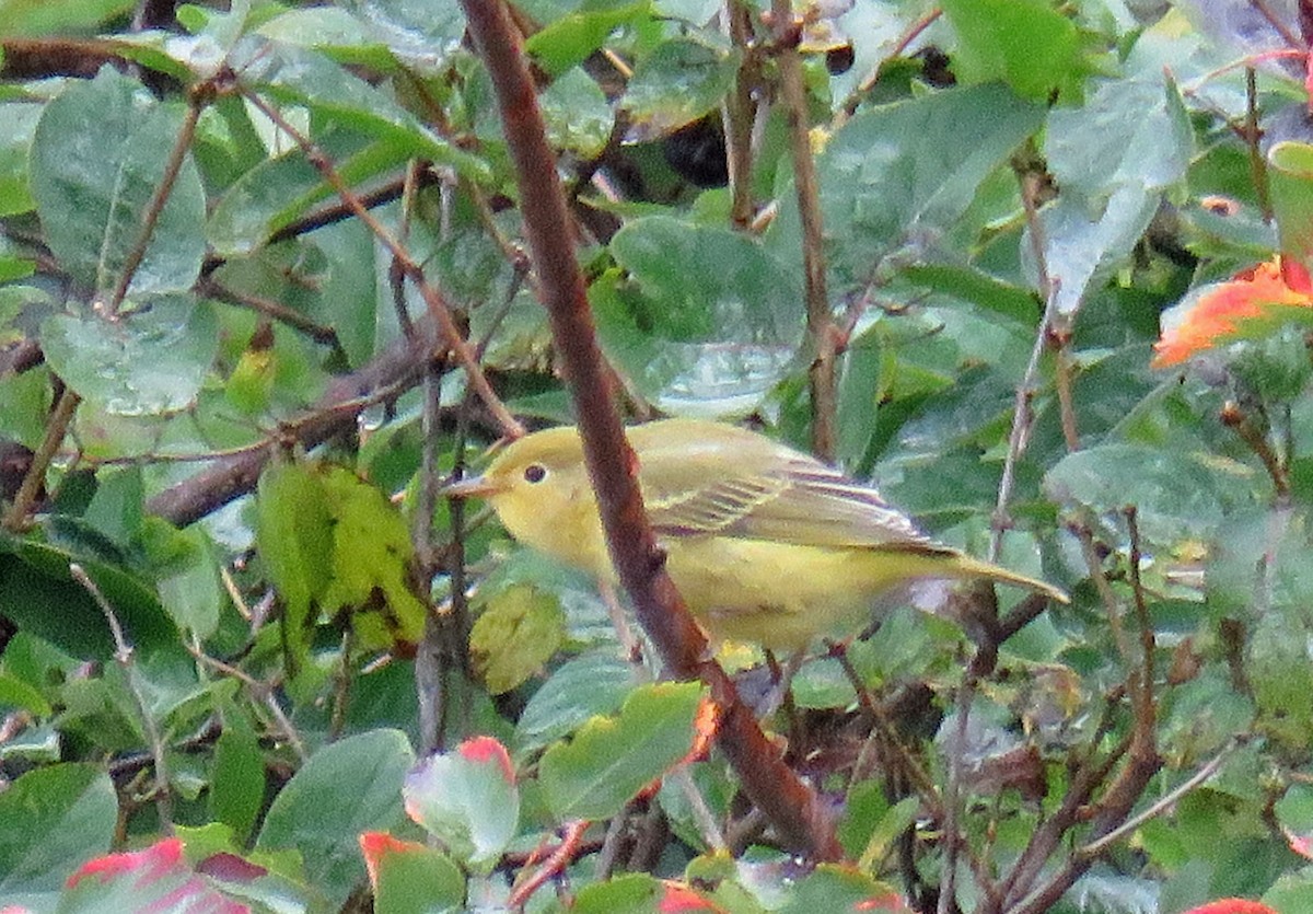 Yellow Warbler - ML178569281