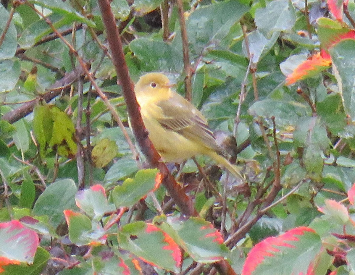 Yellow Warbler - ML178569291