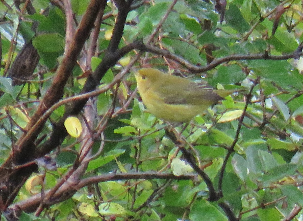 Yellow Warbler - ML178569301