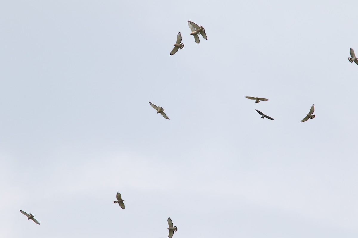 Mississippi Kite - ML178569491