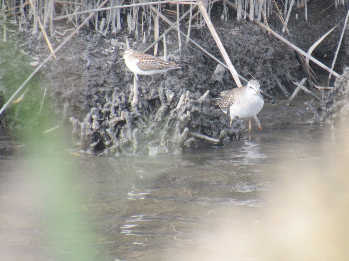 Western Sandpiper - John Coyle