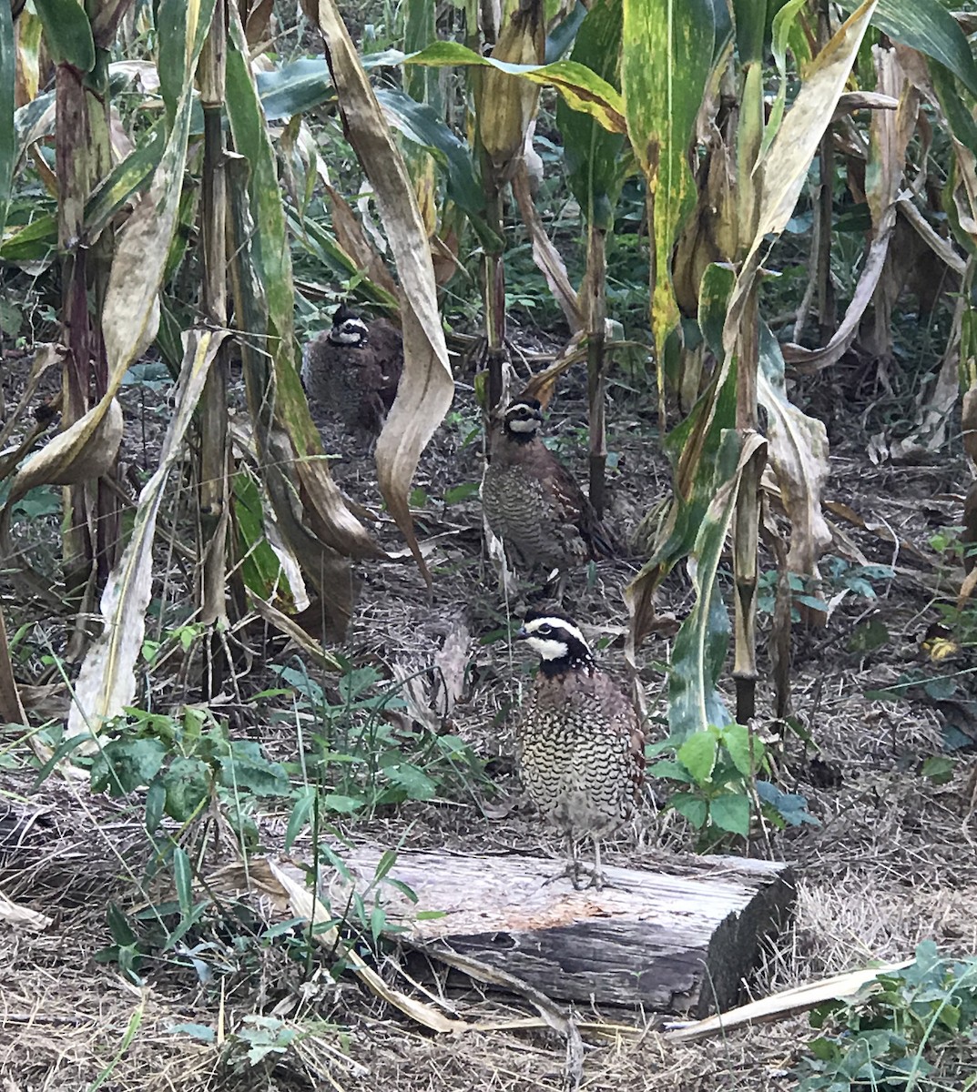 Northern Bobwhite - ML178569771