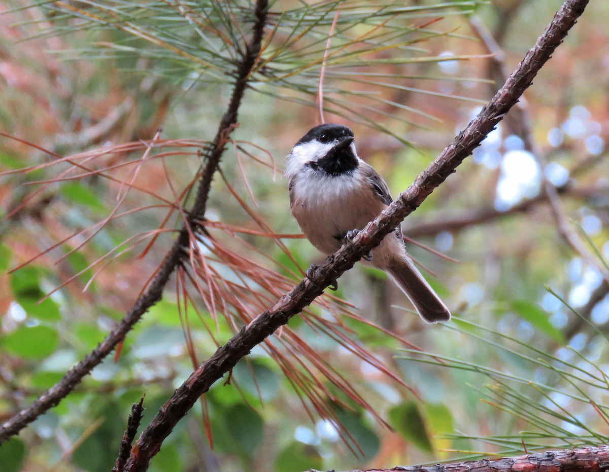 Black-capped Chickadee - ML178570801