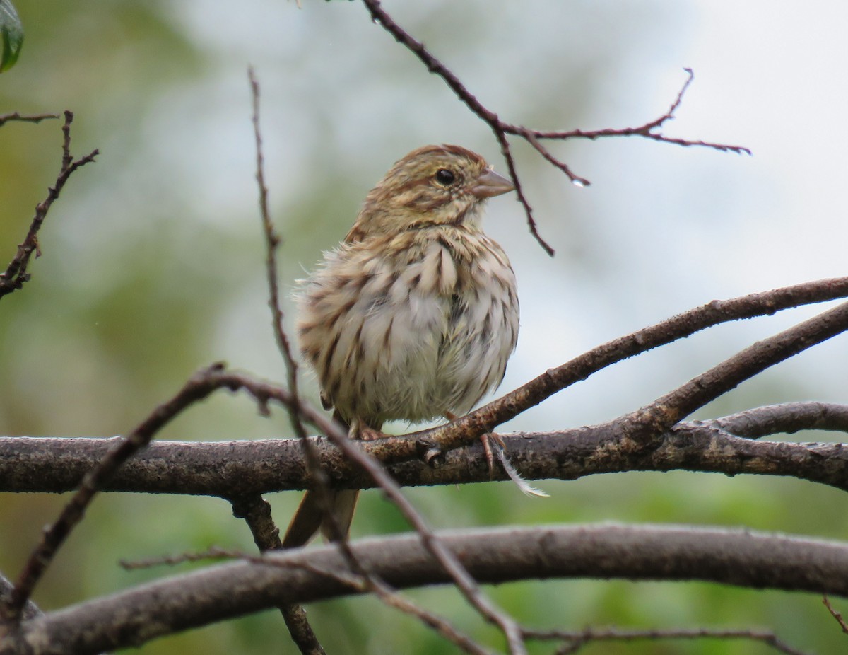 Lincoln's Sparrow - ML178570841