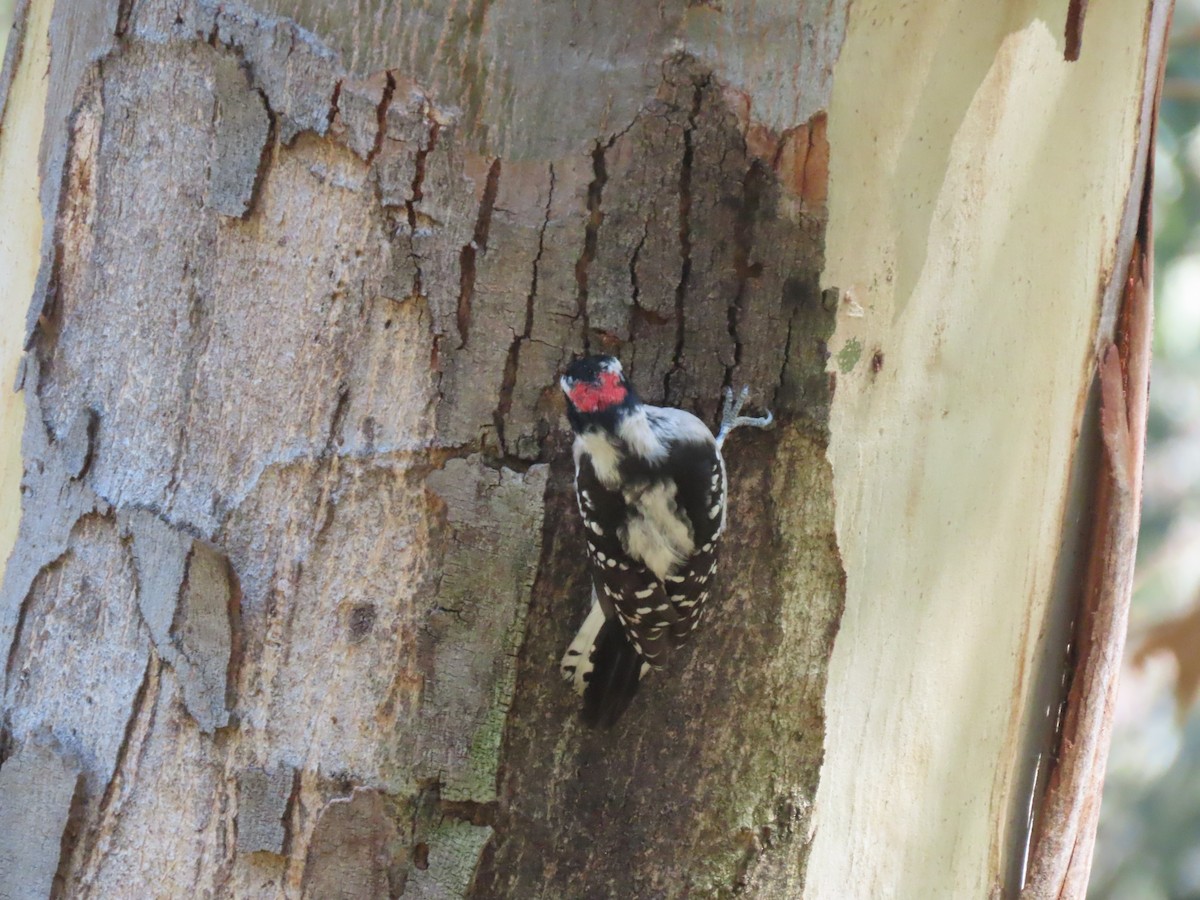 Downy Woodpecker - ML178570921