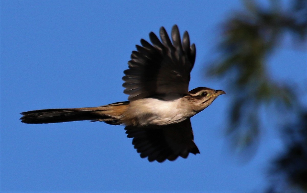Striped Cuckoo - ML178571731