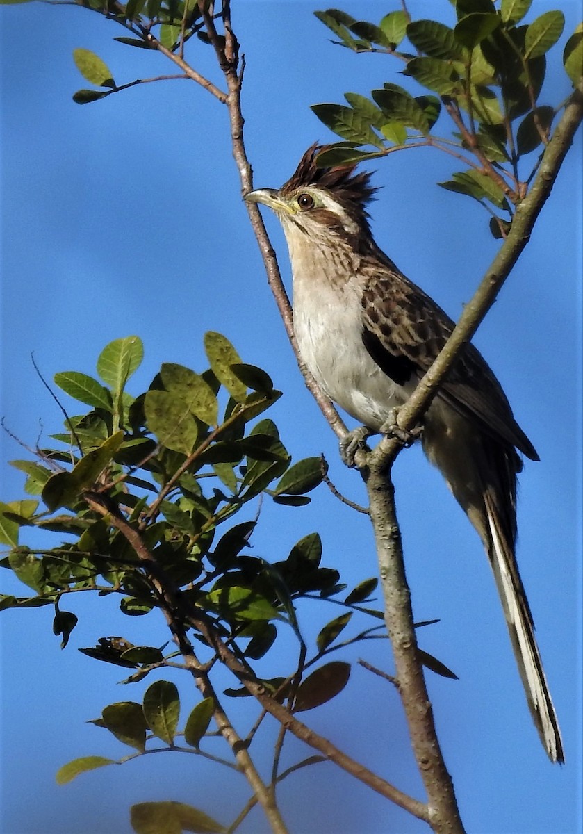Striped Cuckoo - ML178571741