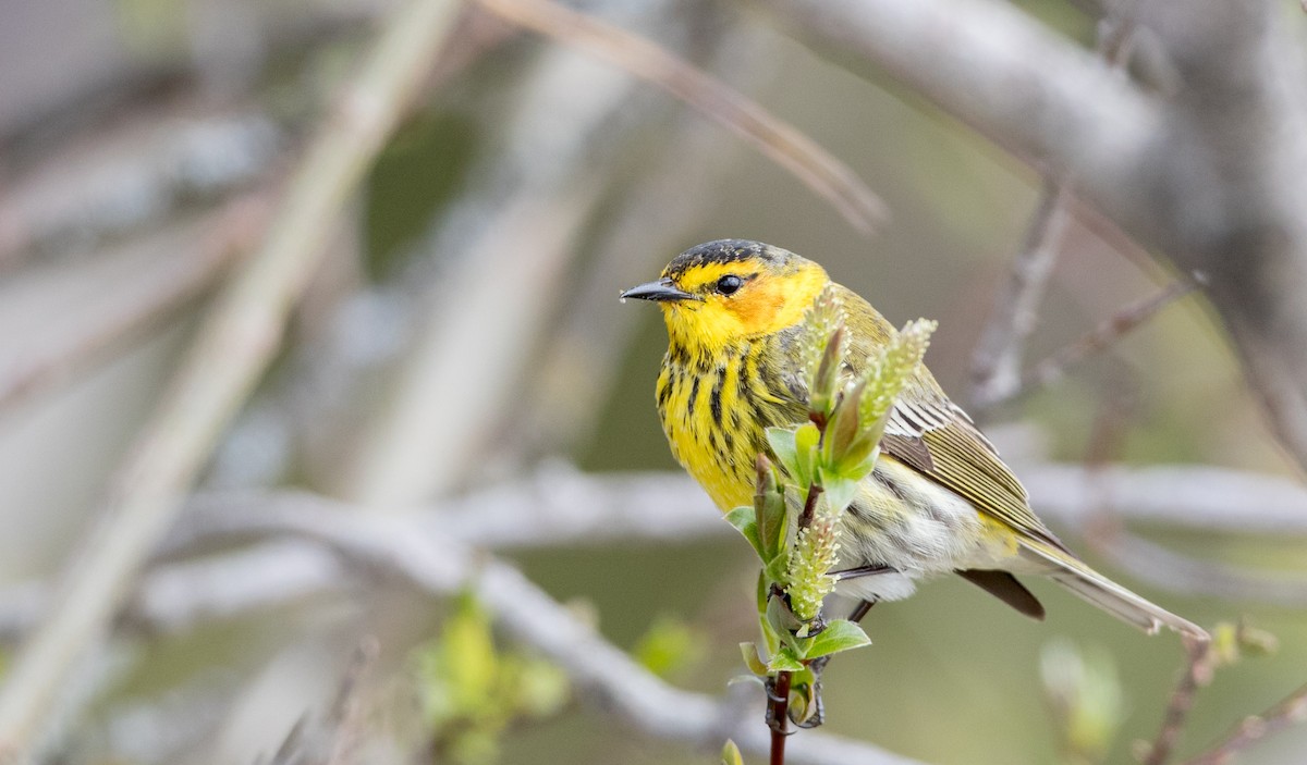Cape May Warbler - ML178573591