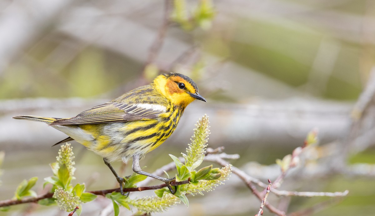 Cape May Warbler - ML178573631