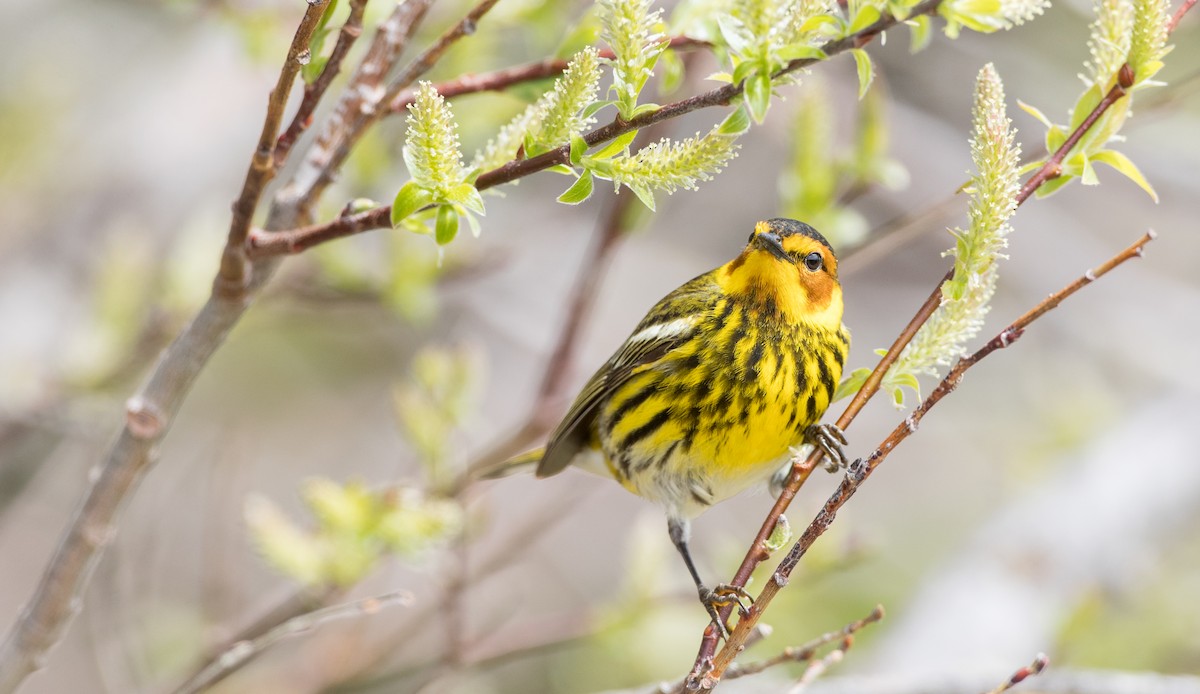 Cape May Warbler - ML178573661