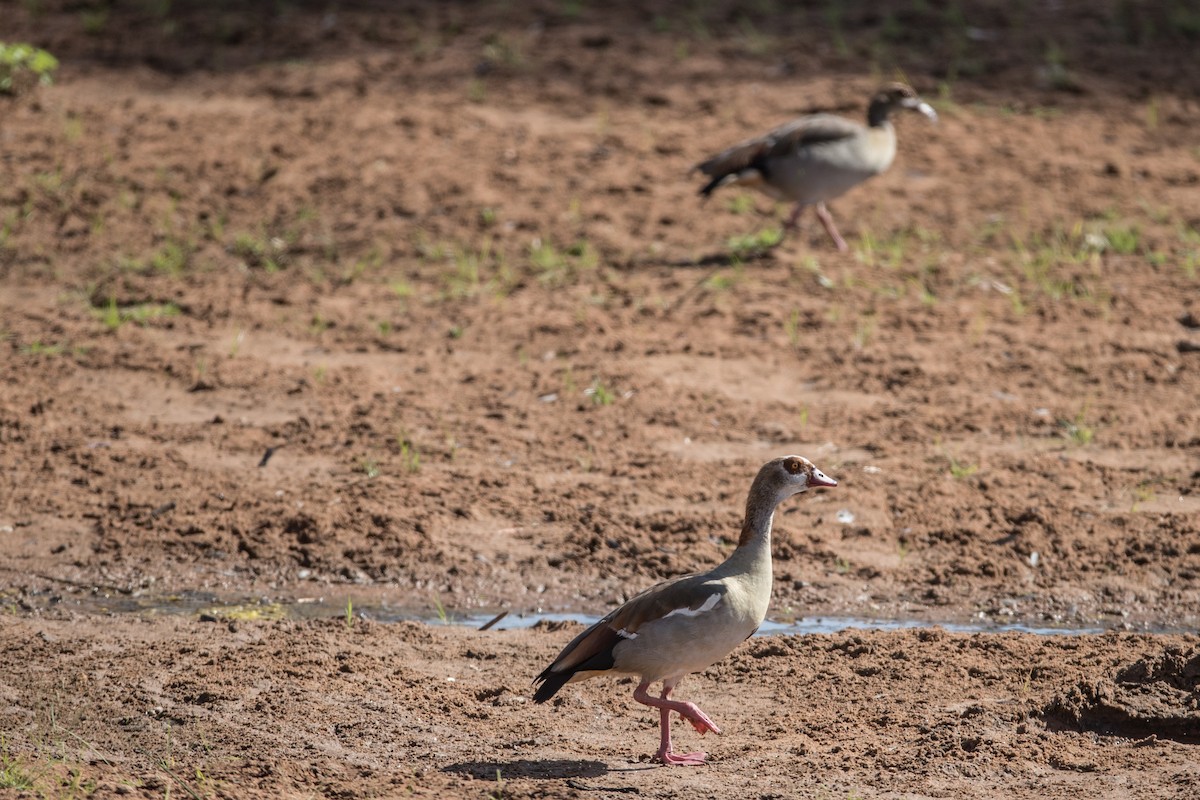 Egyptian Goose - ML178574051