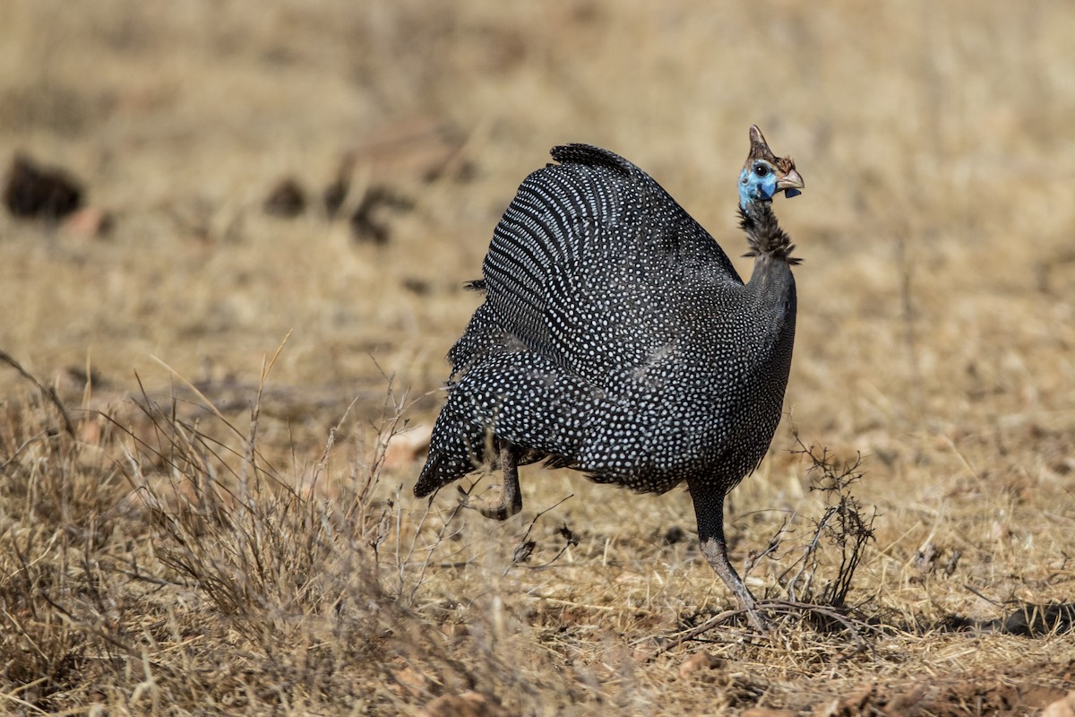 Helmeted Guineafowl - Louis Brodeur